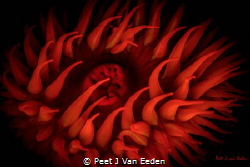 The fallen sun by Peet J Van Eeden 
